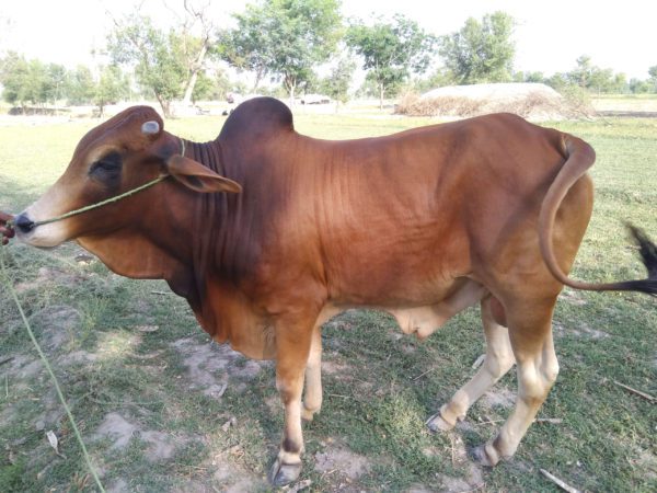 Sahiwal bull for sale online